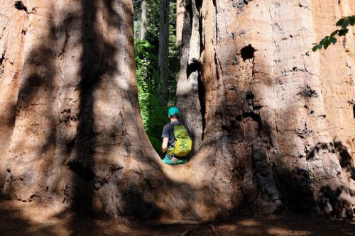 Tourist with backpack hiking among sequoia redwoods