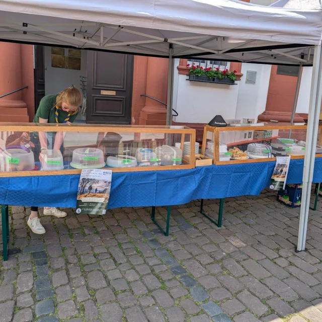 Heute waren unsere Leiter gemeinsam mit unseren Rovern an der Jesuitenkirche in Heidelberg beim 10-jährigen Jubiläum der Stadtkirche Heidelberg.

Es wurde angestoßen. 
Ob mit Sekt, Kaffee oder anderen Getränken. 
Für jeden war das passende Getränk dabei.
Zudem haben wir mit einer großen Kuchenauswahl dafür gesorgt das beim geselligen Miteinander jeder versorgt wurde.

Herzlichen Glückwunsch an die @jungestadtkirche.hd zum Jubiläum.

#Heidelberg #DPSG #Jubiläum #Pfadfinder #sektempfang #Kuchen #Kaffee #Stadtkirche #Jesuitenkirche #PfadfinderZiegelhausen